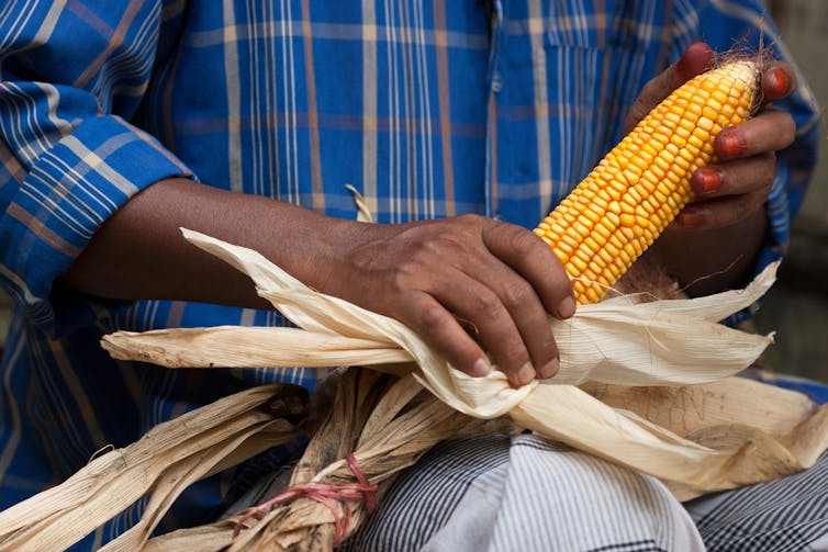 A person holds an ear of maize