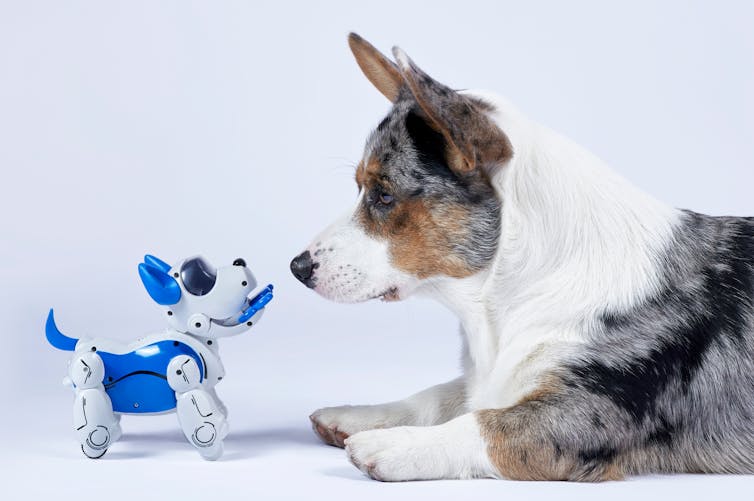 Robot pets can be useful, but won’t replace the love and companionship of a living animal. (Shutterstock)