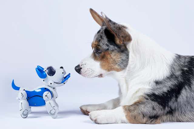 A robot dog and a corgi are face to face.
