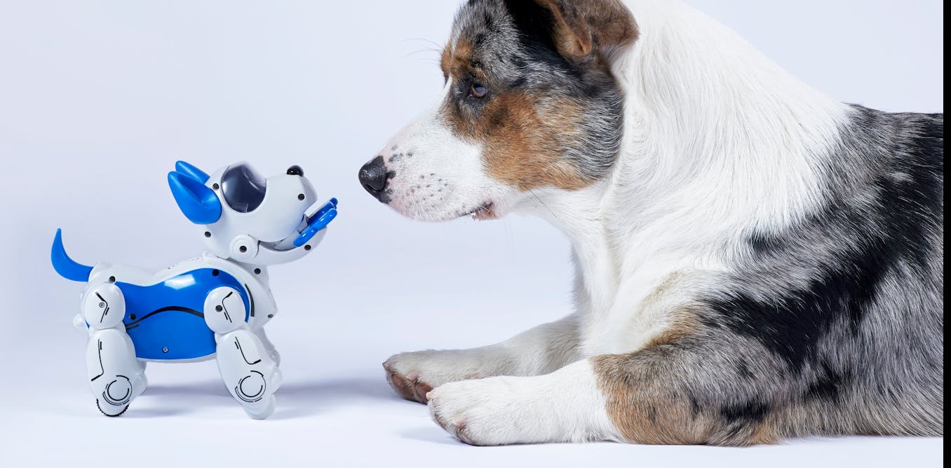 Don T Try To Replace Pets With Robots Instead Design Robots To Be More Like Service Animals