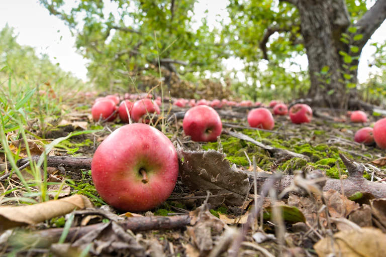 Apples lying on the ground.