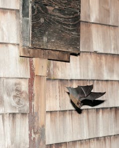 Big brown bat flying out of a bat box.