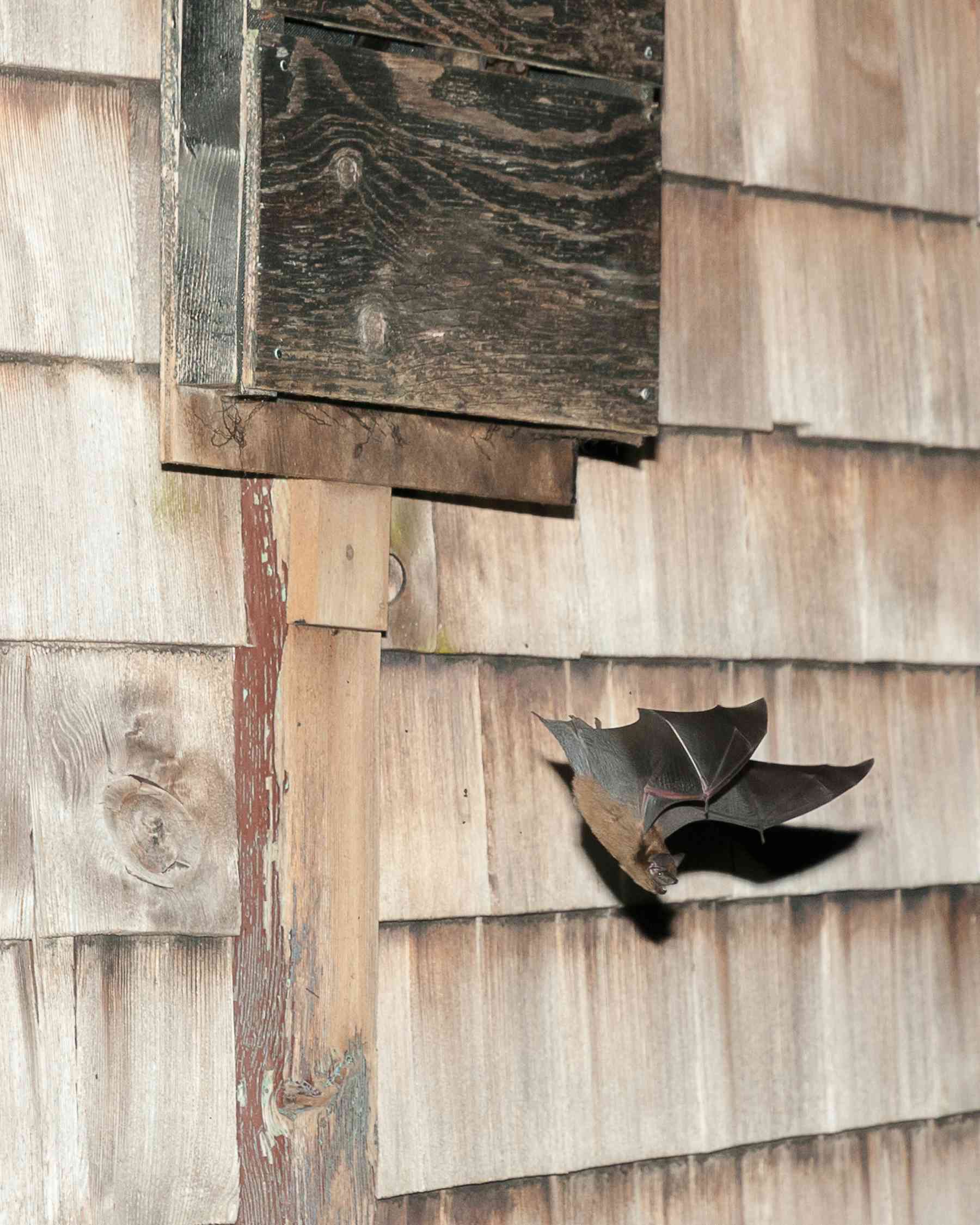 'Bat boxes' could help revive Canada's depleting bat population