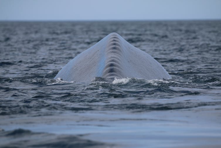 If you see something, say something: why scientists need your help to spot blue whales off Australia’s east coast