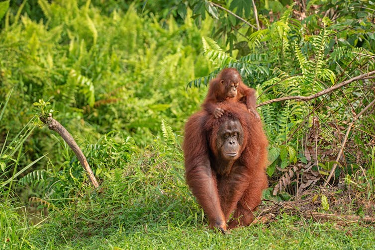 A mother orangutan carrying its baby