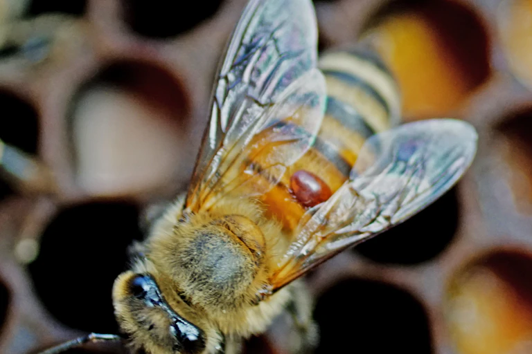 Parasite on top of a bee.
