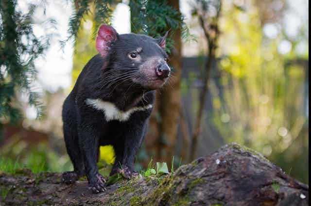 A small, black, furry Tasmanian devil stands on a rock in a forest
