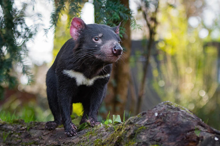 A small, black, furry Tasmanian devil stands on a rock in a forest