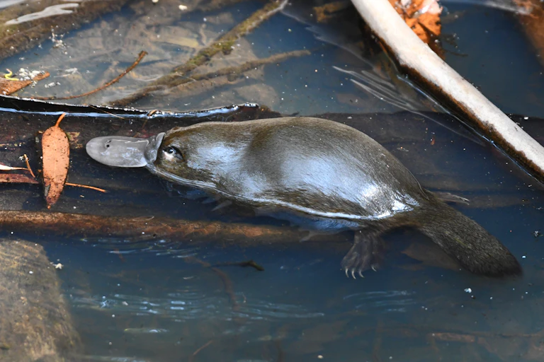 Platypus