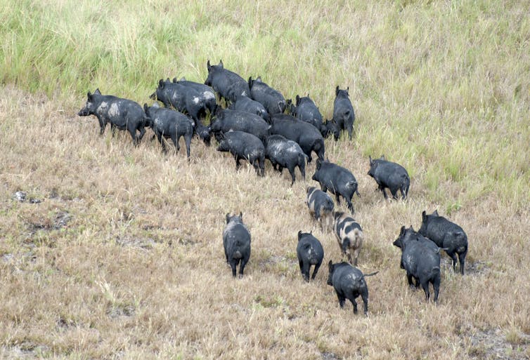 A herd of wild pigs