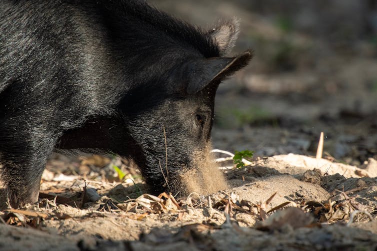 wild pigs release the same emissions as 1 million cars each year