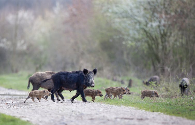 wild pigs release the same emissions as 1 million cars each year