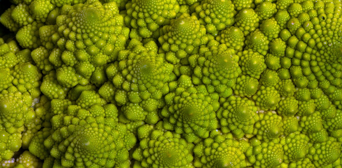 Le voile se lève sur la forme fractale du chou-fleur et du romanesco