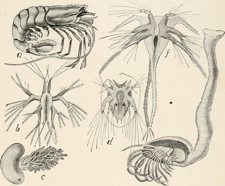 Black and white drawings of sea creature and their larvae.