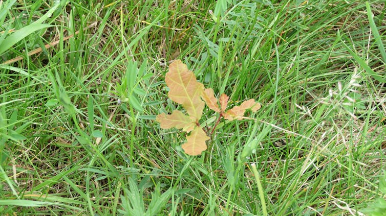 An oak seedling poking through a grass field.