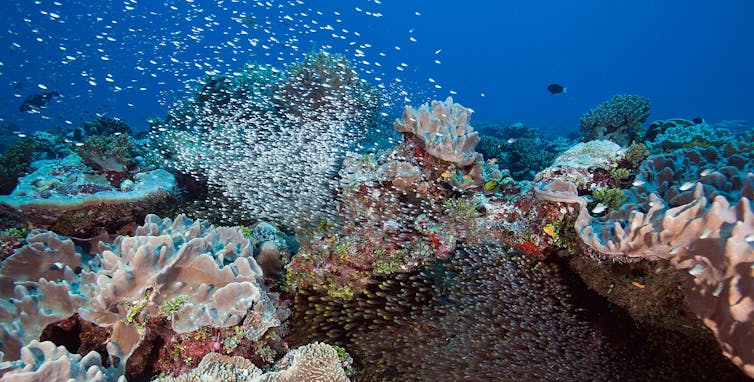 Schools of fish swimming over reefs