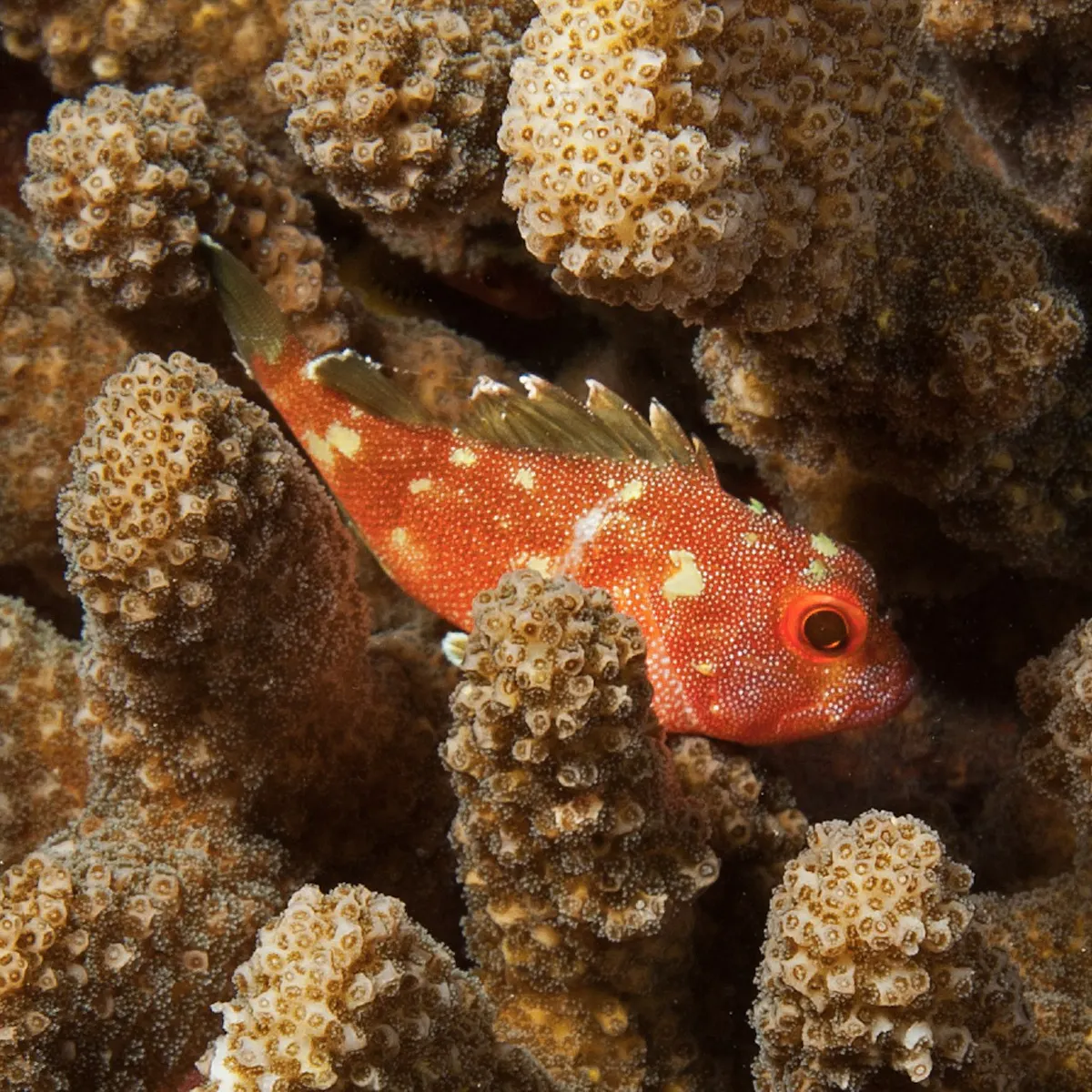 Coril Fish Fish That Looks Like Coral
