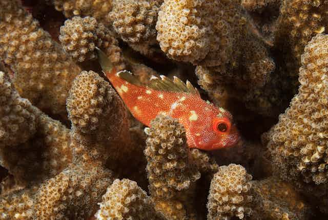A yellow spotted scorpionfish swims through coral polyps.