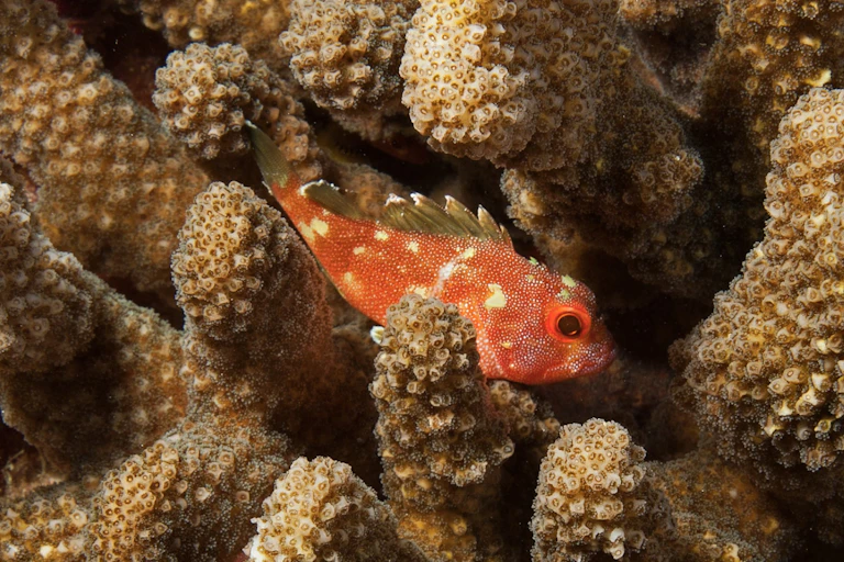 A yellow spotted scorpionfish swims through coral polyps.