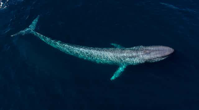 Why scientists need your help to spot blue whales off Australia’s east coast