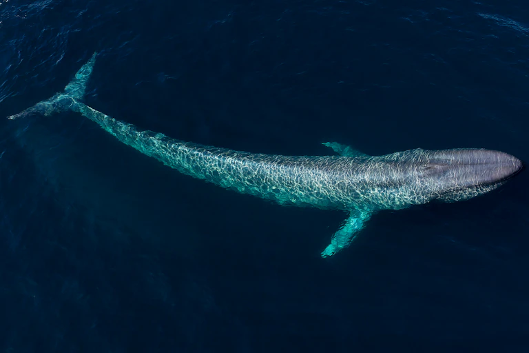 Blue whale