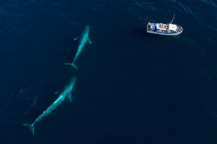 Two blue whales near a boat