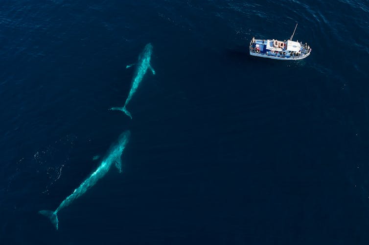 Two blue whales near a boat