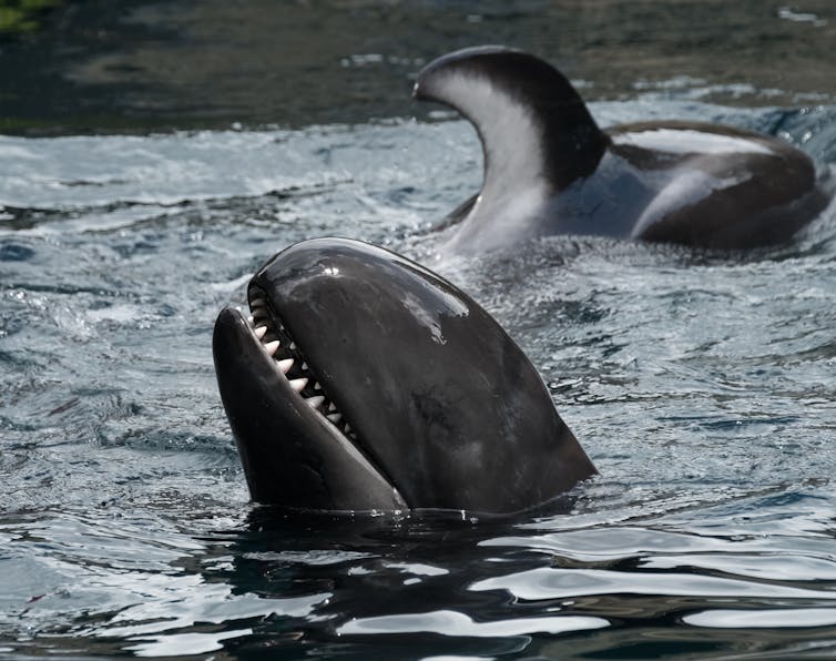A false killer whale pokes its head out of the water