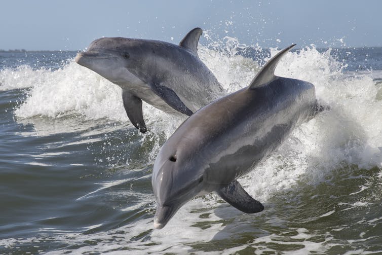 Two bottle nose dolphins