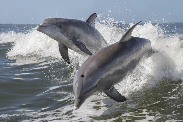 Two bottle nose dolphins