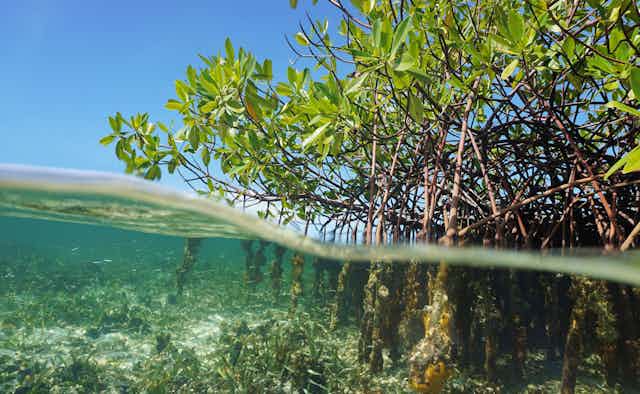 L Oxyde Nitreux Un Puissant Gaz A Effet De Serre Est En Augmentation Dans Les Zones Mortes Des Oceans L Oxyde Nitreux Un Puissant Gaz A Effet De Serre Est En Augmentation Dans Les Zones Mortes Des Oceans