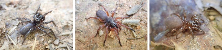 Here are 5 new species of Australian trapdoor spider. It took scientists a century to tell them apart