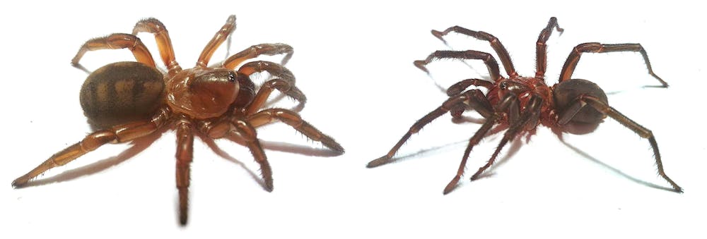 REEL, CASTKING EVOLUTION BLACK SPIDER SPINNING