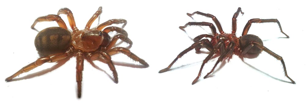 Scientists name new large spider species