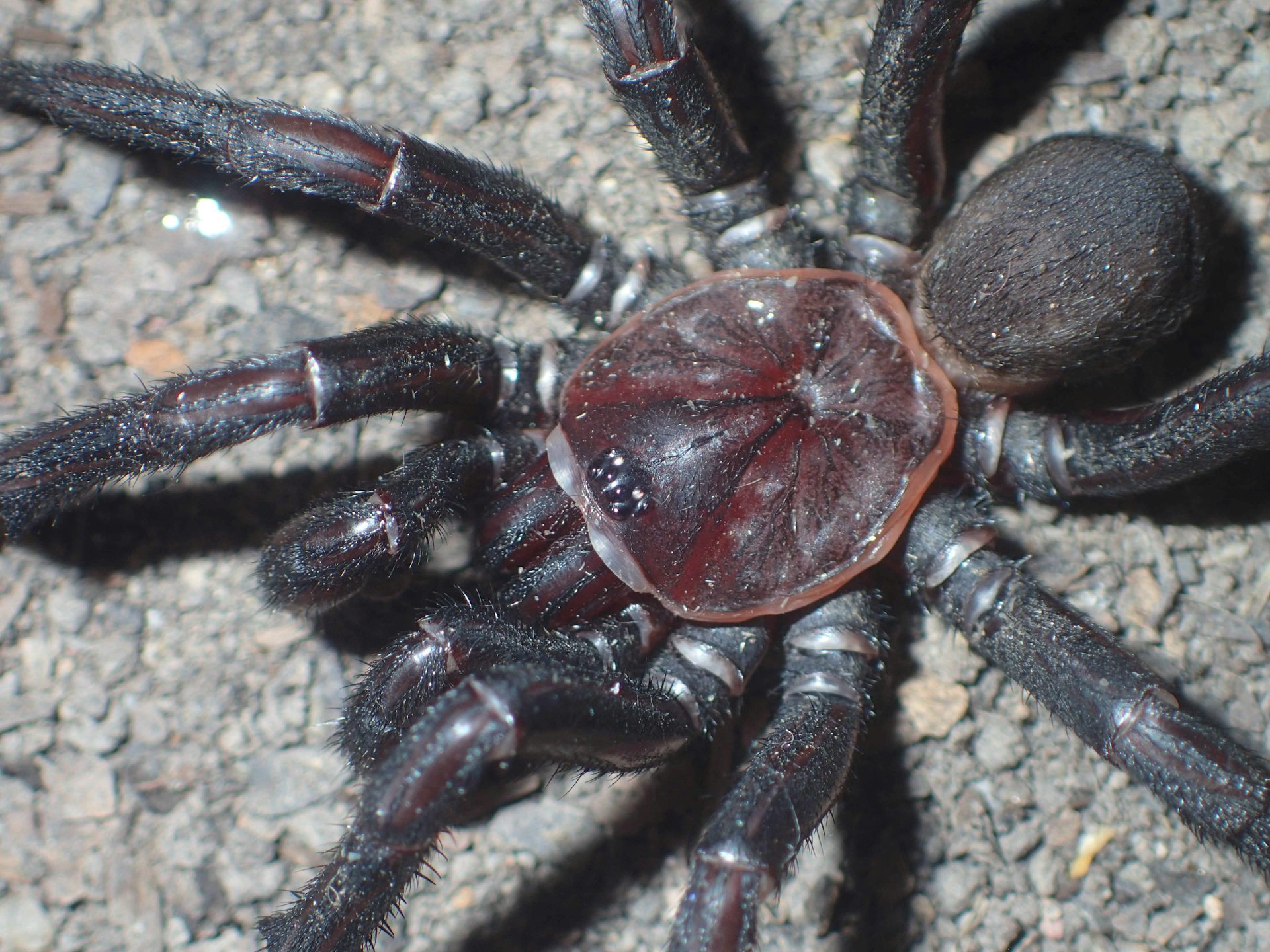 Here Are 5 New Species Of Australian Trapdoor Spider It Took   File 20210720 25 1eofc0e.JPG