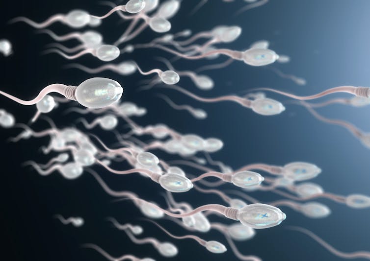 Una ilustración de los espermatozoides humanos.