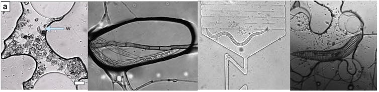 Four panels showing different soil microorganisms