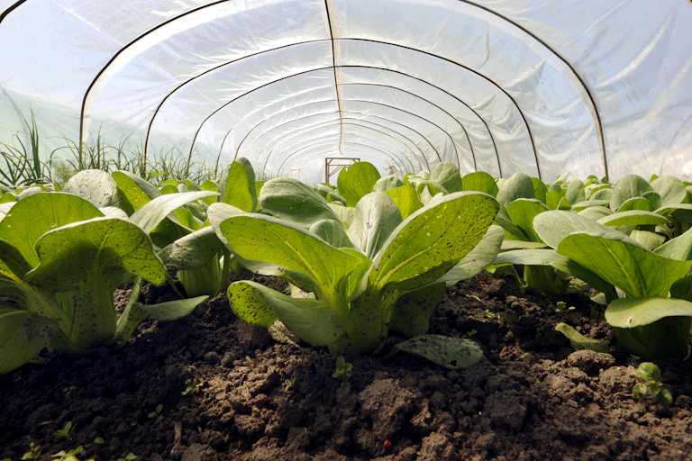 Vegetables growing in a plastic greenhouse.