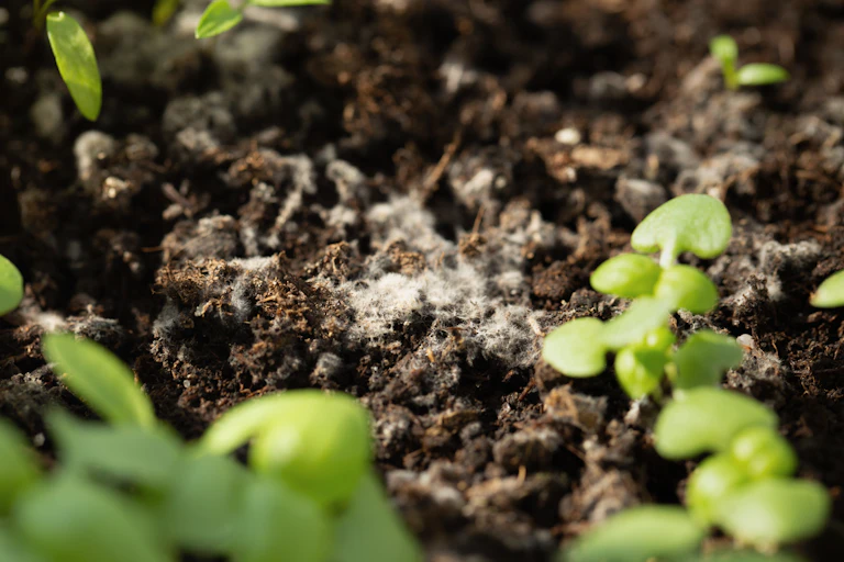 A close-up shot of mould growing on soil