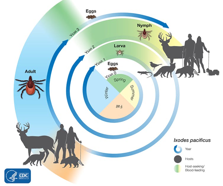 Tick bites: Every year is a bad tick year