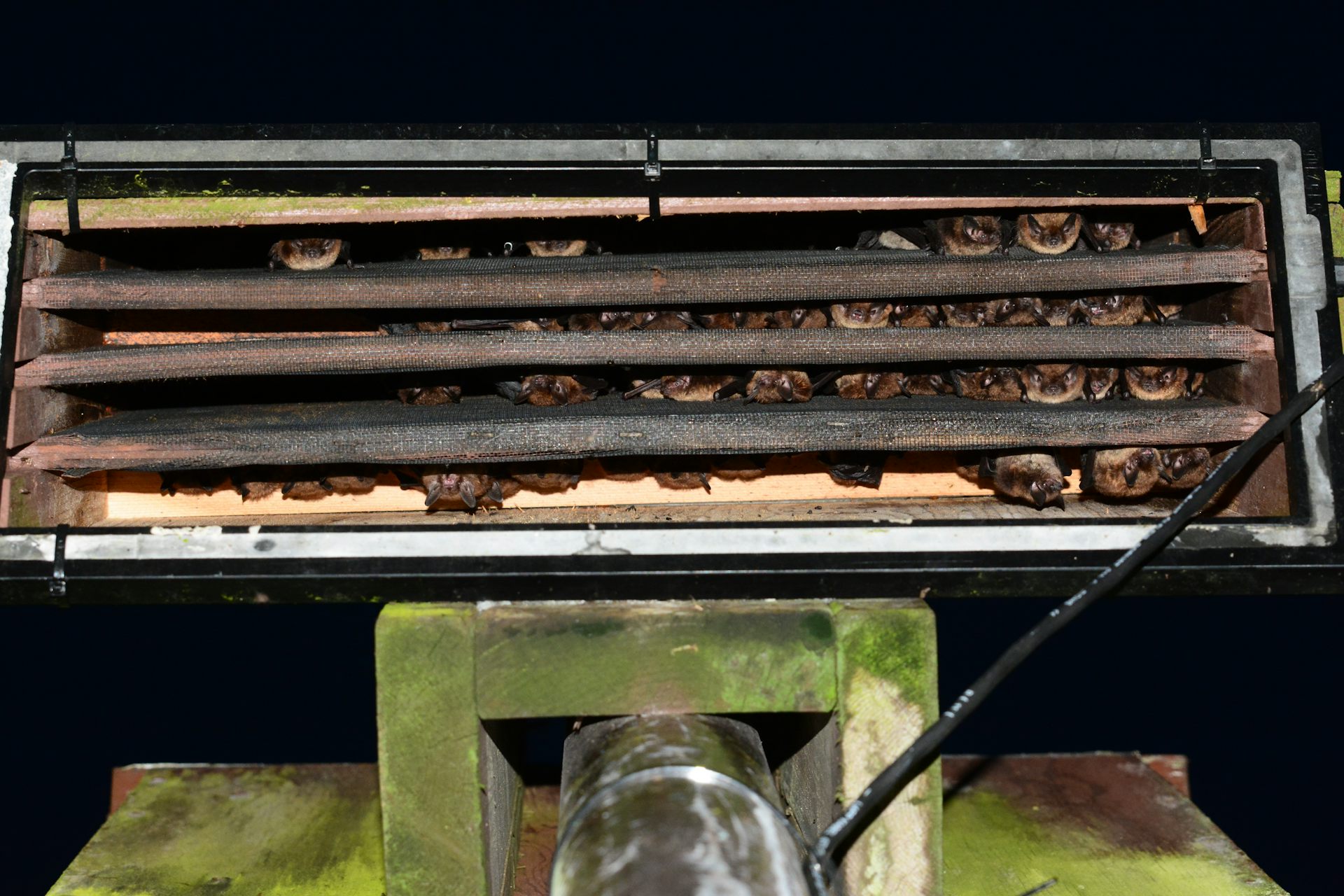 Bats roosting inside a bat box.