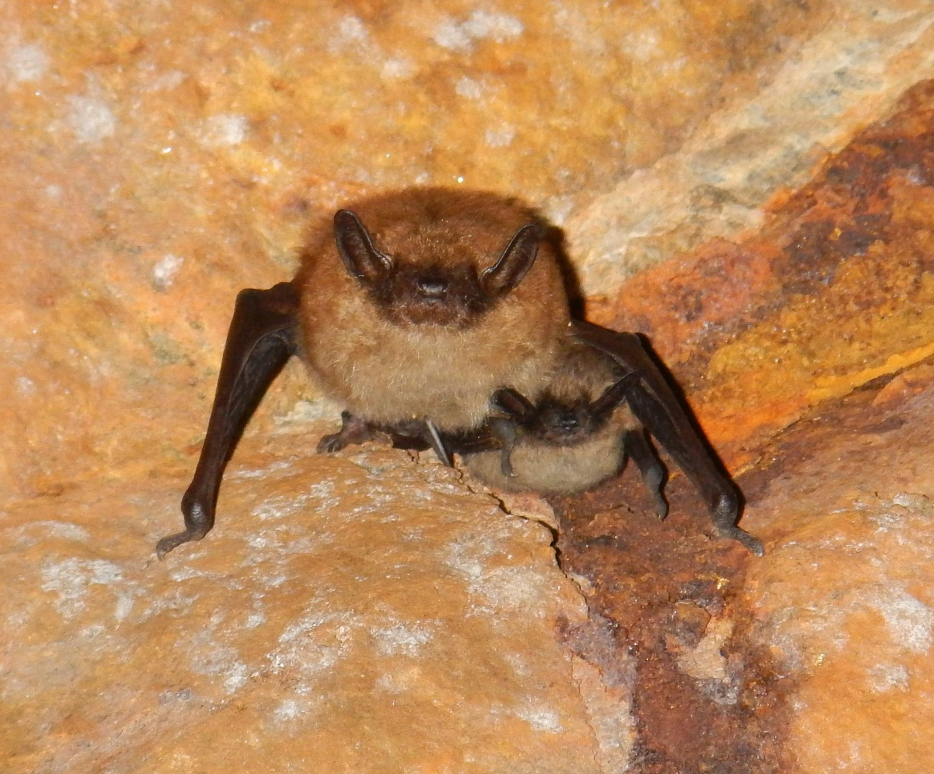 do bats hibernate in iowa