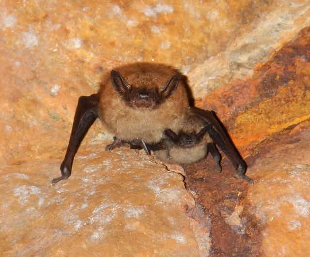 A big brown bat and a little brown bat hibernating