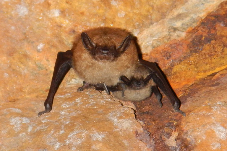 A big brown bat and a little brown bat hibernating