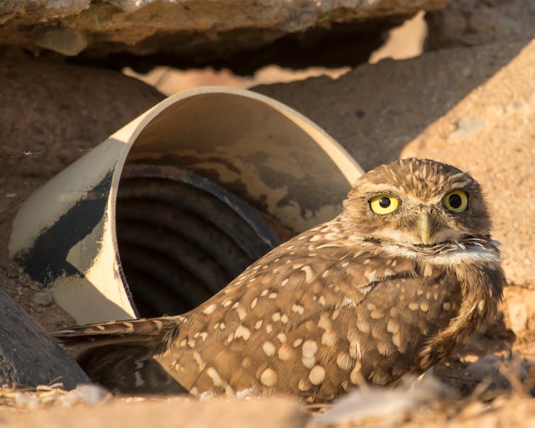 Artificial refuges are a popular stopgap for habitat destruction, but the science isn't up to scratch