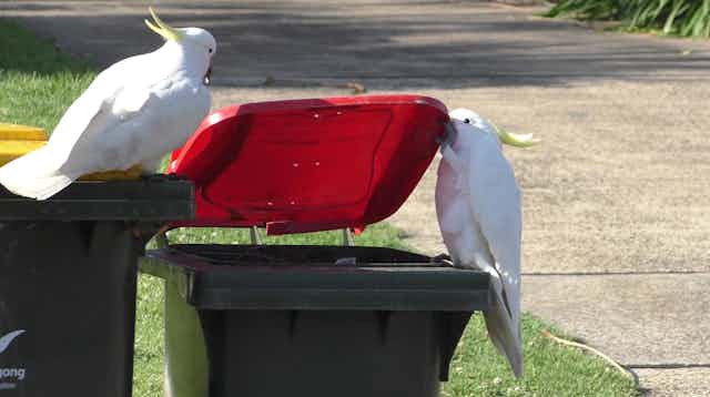 Two cockatoos opening a bin