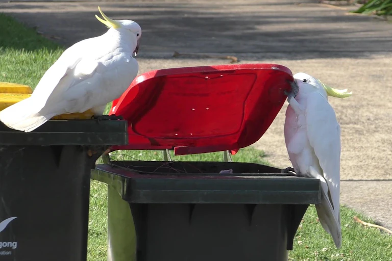 Two cockatoos opening a bin