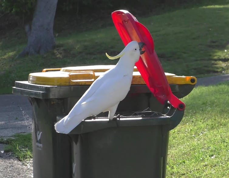 Cockatoo opening bin lid