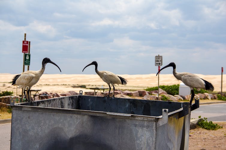 Clever cockatoos in southern Sydney have learned to open curb-side bins — and it has global significance