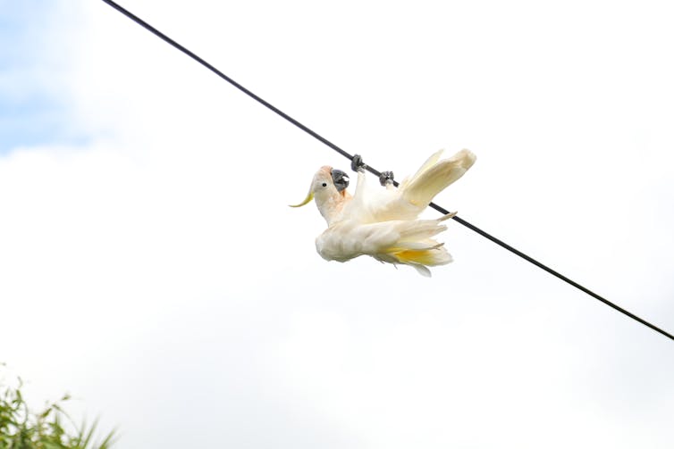 Upside down cockatoo on a powerline